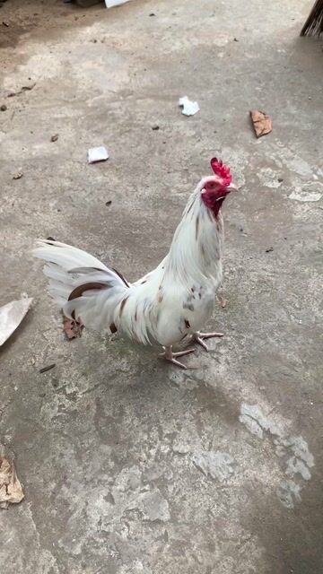 Gà bướm Trắng 9 tháng. Mua bán Gà tại Thành phố Thủ Đức Tp Hồ Chí Minh được đăng bởi Minh hình 1