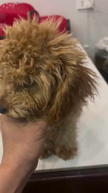 Chó Poodle Tiny Nâu. Mua bán Chó tại Quận Long Biên Hà Nội được đăng bởi Nguyễn Phong hình 1