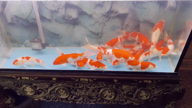 com bo 18 em koi f1 sz 30cm. Mua bán Thú cưng khác tại Quận Hà Đông Hà Nội được đăng bởi Trại cá koi F1 hà nội hình 1