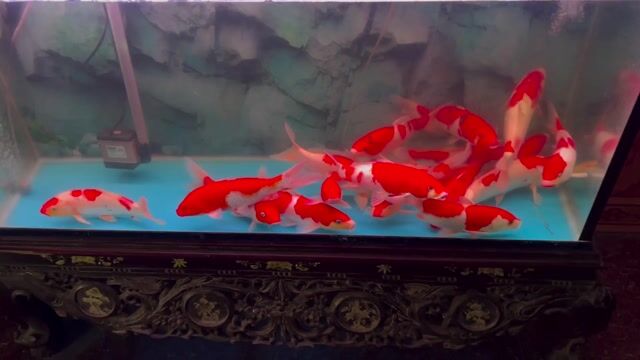 com bo 18 em koi f1 sz 30cm. Mua bán Thú cưng khác tại Quận Hà Đông Hà Nội được đăng bởi Trại cá koi F1 hà nội hình 1