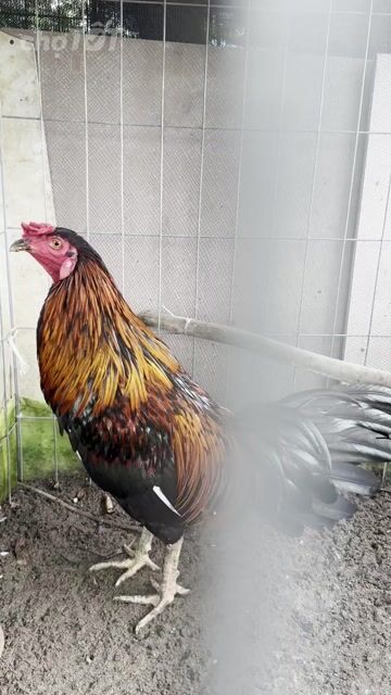 Gà trống 2.5kg Đen pha nâu đỏ làm cảnh. Mua bán Gà tại Huyện Bình Chánh Tp Hồ Chí Minh được đăng bởi Duy Phương hình 1
