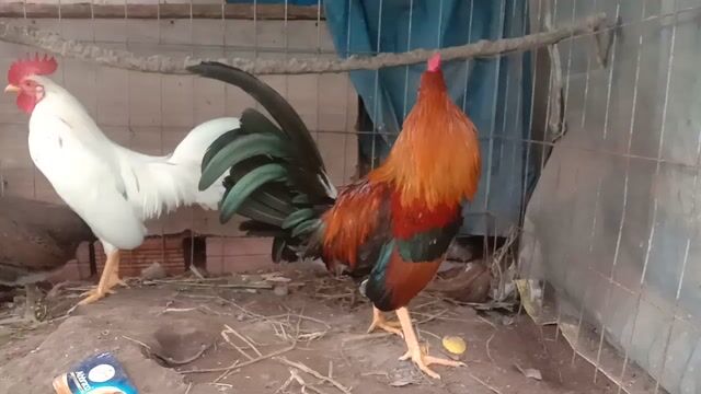Tre Mỹ Điều Hatch Cuban 1.2 Kg tơ còn lên . Mua bán Gà tại Huyện Long Hồ Vĩnh Long được đăng bởi tran chi nhan hình 1