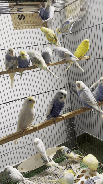 Chim yến phụng Hà Lan nhiều màu. Mua bán Chim tại Thành phố Biên Hòa Đồng Nai được đăng bởi Huynh trung hieu hình 1