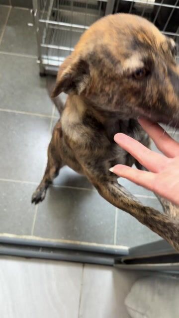 chó phú quốc vện lửa tơ. Mua bán Chó tại Quận 12 Tp Hồ Chí Minh được đăng bởi QB SHOP PETS hình 1