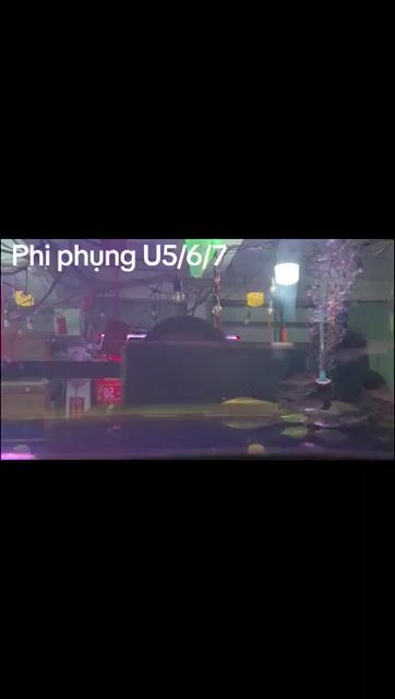 Phi phụng vây đỏ, size nhỏ :6/7cm,chuẩn vạch, khoẻ. Mua bán Thú cưng khác tại Quận Bình Tân Tp Hồ Chí Minh được đăng bởi cacanhnamlong hình 1