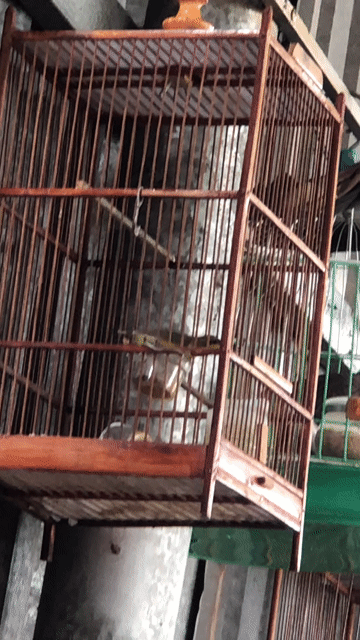 5 màu chuyền tố chất. Mua bán Chim tại Huyện Đức Hòa Long An được đăng bởi Nguyễn Tuấn hình 1