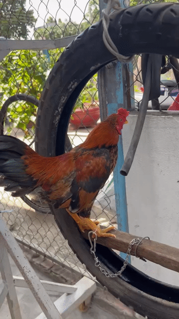 Gà tre đá Đỏ Đen Nâu. Mua bán Gà tại Thị xã Tân Châu An Giang được đăng bởi Huy Hoàng hình 1
