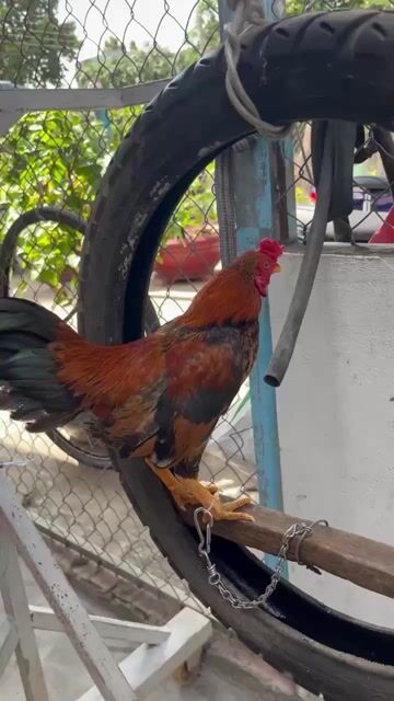 Gà tre đá Đỏ Đen Nâu. Mua bán Gà tại Thị xã Tân Châu An Giang được đăng bởi Huy Hoàng hình 1