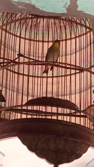 Chim khuyên ae nào sâỷ. Mua bán Chim tại Quận Tân Phú Tp Hồ Chí Minh được đăng bởi a ba hình 1