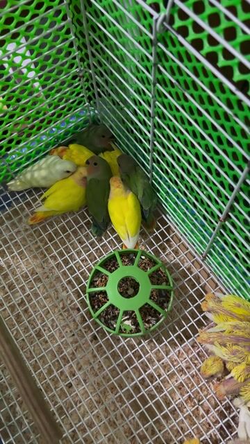 Vẹt Lovebird không viền. Mua bán Chim tại Quận Bình Thuỷ Cần Thơ được đăng bởi Thanh Tâm 1985 hình 1