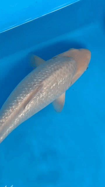 Cá chép KOI Soragoi Nhật Bản 35-39 cm. Mua bán Thú cưng khác tại Quận 12 Tp Hồ Chí Minh được đăng bởi Gin Koi Farm hình 1