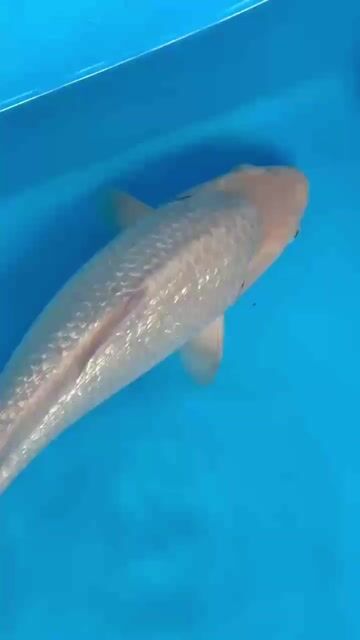 Cá chép KOI Soragoi Nhật Bản 35-39 cm. Mua bán Thú cưng khác tại Quận 12 Tp Hồ Chí Minh được đăng bởi Gin Koi Farm hình 1