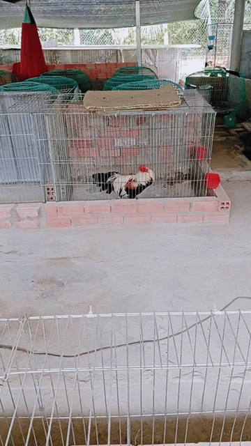 Gà chọi Peru 2.68kg Vàng, Đỏ. Mua bán Gà tại Huyện Trà Ôn Vĩnh Long được đăng bởi Luyến Gà Nòi hình 1