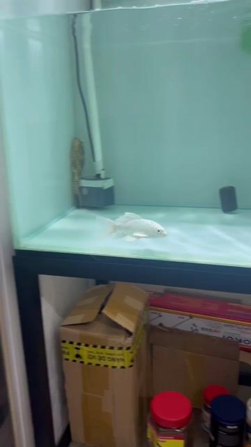 Cá chép Cửu cáp trắng đầu bướm đẹp chuẩn. Mua bán Thú cưng khác tại Quận 8 Tp Hồ Chí Minh được đăng bởi anh phúc hình 1