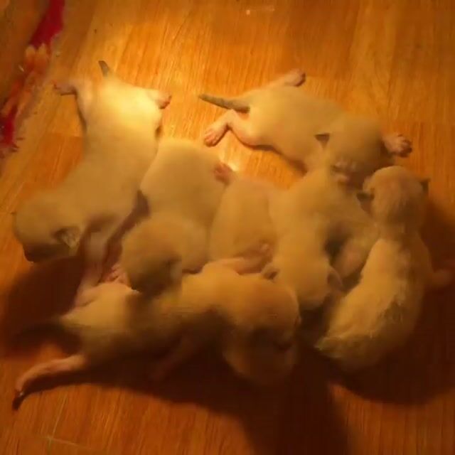 Mèo Ragdoll thuần chủng 20 ngày tuổi. Mua bán Mèo tại Quận Nam Từ Liêm Hà Nội được đăng bởi Tạ Hoàng Việt hình 1