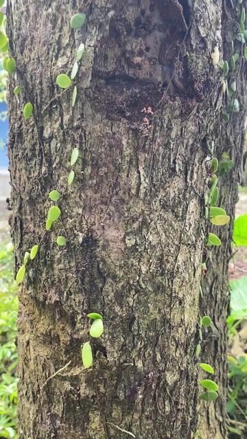 Cây cảnh Trầm tự nhiên. Mua bán Cây cảnh, đồ trang trí tại Quận Thanh Khê Đà Nẵng được đăng bởi Mr Mẫn hình 1