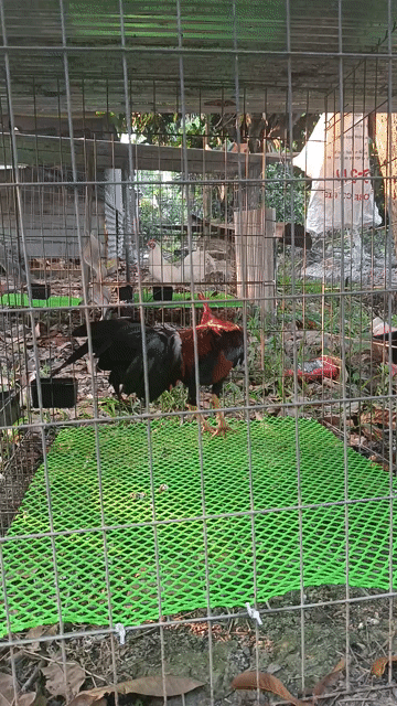 Gà tre toe. Mua bán Gà tại Thị xã Bình Minh Vĩnh Long được đăng bởi Anh ba hình 1