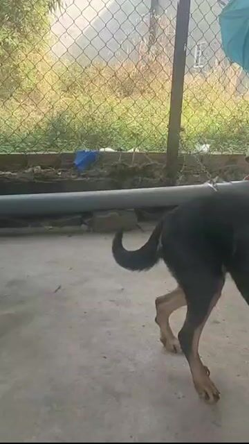 Chó Rottweiler Đen Nâu vàng. Mua bán Chó tại Huyện Trảng Bom Đồng Nai được đăng bởi Luan hình 1