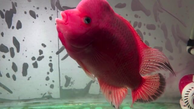 Cá la hán Đỏ size 6 ngón. Mua bán Thú cưng khác tại Huyện Vĩnh Thạnh Cần Thơ được đăng bởi Lê Trường Thi hình 1