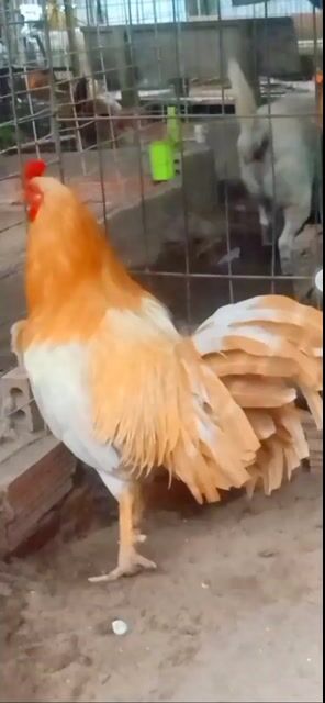 khét Sữa Sĩl Mỹ tơ10 tháng. Mua bán Gà tại Thành phố Châu Đốc An Giang được đăng bởi Hoàng phuc hình 1