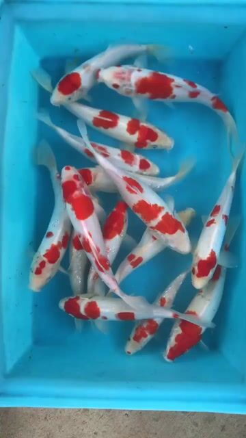 Cá Koi 25-30cm - Xuyên Mộc. Mua bán Thú cưng khác tại Huyện Xuyên Mộc Bà Rịa - Vũng Tàu được đăng bởi Ichi Ban Fish Farm hình 1