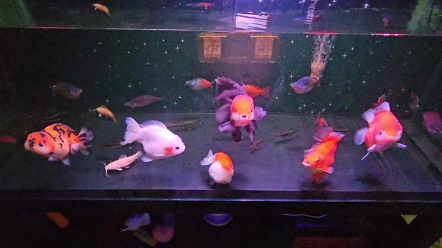 thanh lý full cá vàng và ranchu indo. Mua bán Thú cưng khác tại Huyện Hóc Môn Tp Hồ Chí Minh được đăng bởi Vũ Nguyễn hình 1