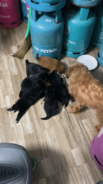 Chó Poodle lai nhỏ Đen, Nâu thân thiện. Mua bán Chó tại Quận Hoàng Mai Hà Nội được đăng bởi Yến Ngô Thị hình 1
