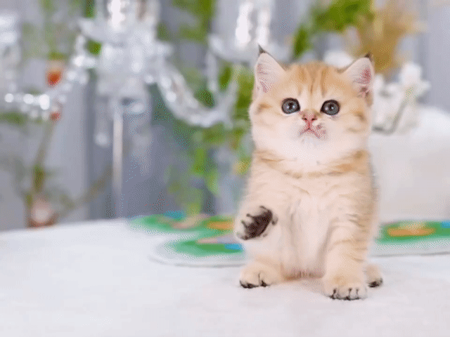 Mèo Golden Tabby cái đã tiêm phòng. Mua bán Mèo tại Quận Nam Từ Liêm Hà Nội được đăng bởi Nguyễn Hạnh hình 1
