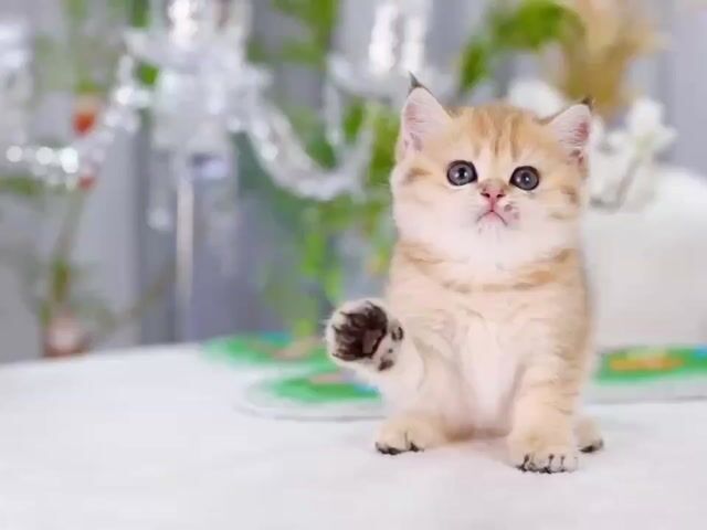 Mèo Golden Tabby cái đã tiêm phòng. Mua bán Mèo tại Quận Nam Từ Liêm Hà Nội được đăng bởi Nguyễn Hạnh hình 1