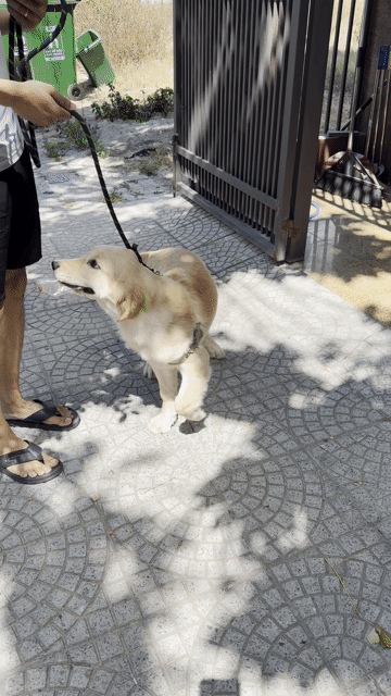 Chó Golden Retriever thuần chủng tặng chuồng lớn. Mua bán Chó tại Quận Ngũ Hành Sơn Đà Nẵng được đăng bởi Thành hình 1
