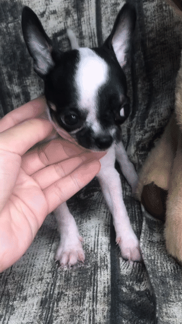 CHIHUAHUA BÒ SỮA ĐỰC SIZE MINI. Mua bán Chó tại Huyện Hóc Môn Tp Hồ Chí Minh được đăng bởi ELLIE hình 1