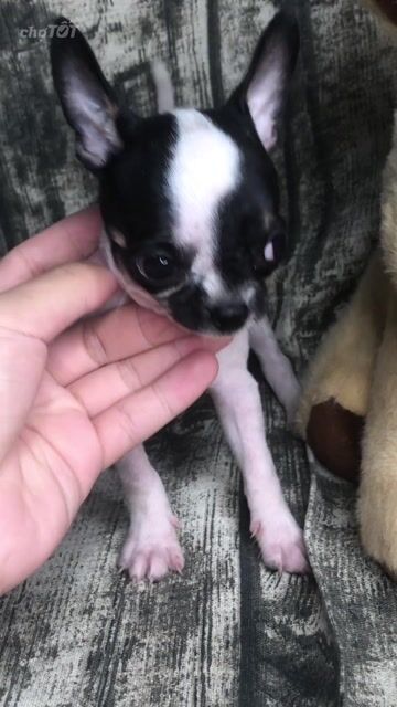 CHIHUAHUA BÒ SỮA ĐỰC SIZE MINI. Mua bán Chó tại Huyện Hóc Môn Tp Hồ Chí Minh được đăng bởi ELLIE hình 1