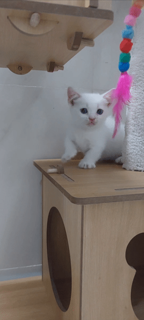Mèo Munchkin cái chân ngắn. Mua bán Mèo tại Huyện Củ Chi Tp Hồ Chí Minh được đăng bởi Nguyễn Phước Lộc  hình 1