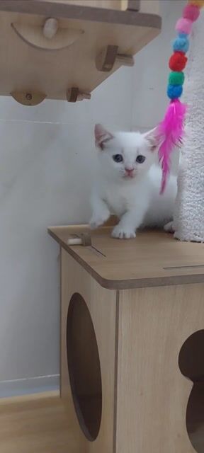 Mèo Munchkin cái chân ngắn. Mua bán Mèo tại Huyện Củ Chi Tp Hồ Chí Minh được đăng bởi Nguyễn Phước Lộc  hình 1
