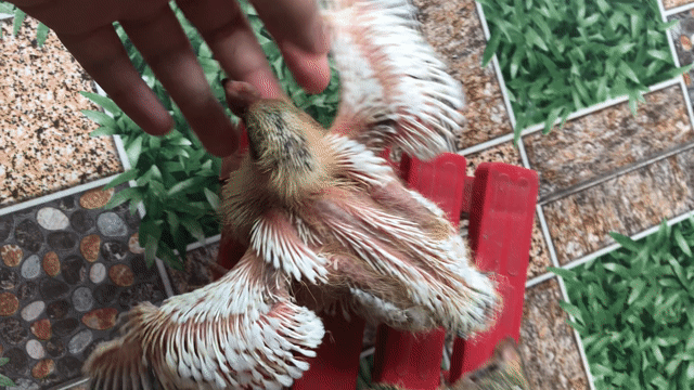 Chim bồ câu Thái mũi to non Trắng, đen. Mua bán Chim tại Huyện Nhà Bè Tp Hồ Chí Minh được đăng bởi Ltht hình 1