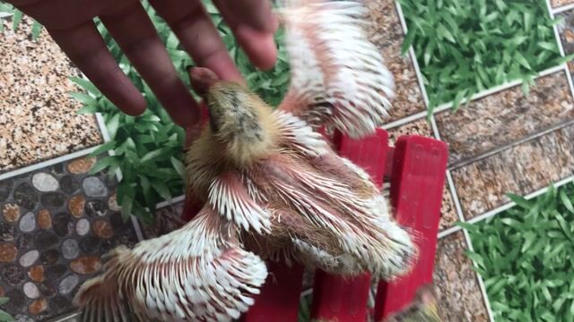 Chim bồ câu Thái mũi to non Trắng, đen. Mua bán Chim tại Huyện Nhà Bè Tp Hồ Chí Minh được đăng bởi Ltht hình 1