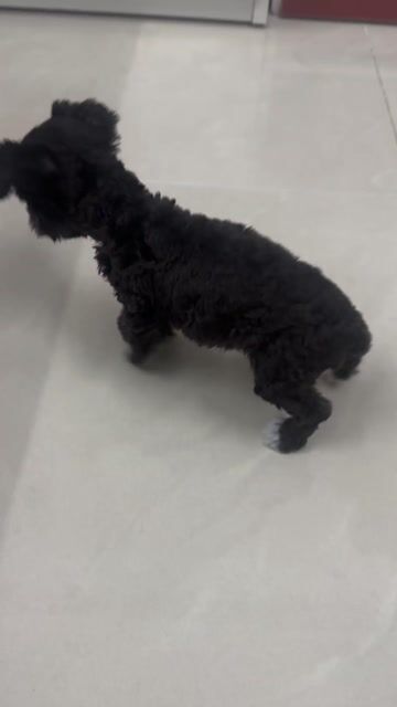 Chó Poodle cái màu Xám. Mua bán Chó tại Quận Tân Bình Tp Hồ Chí Minh được đăng bởi Aidan Duong hình 1