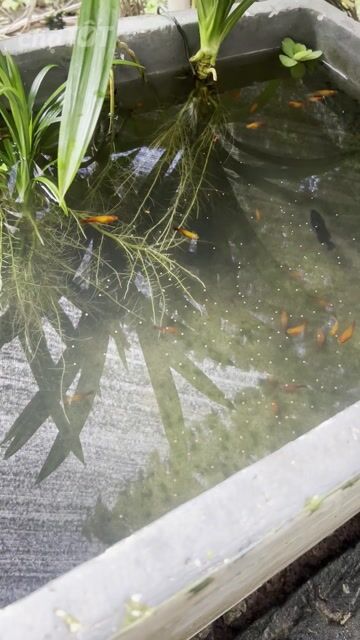 Bầy hạt lựu đỏ 30-40 con. Mua bán Thú cưng khác tại Quận Ninh Kiều Cần Thơ được đăng bởi Võ Hoàng Phúc hình 1