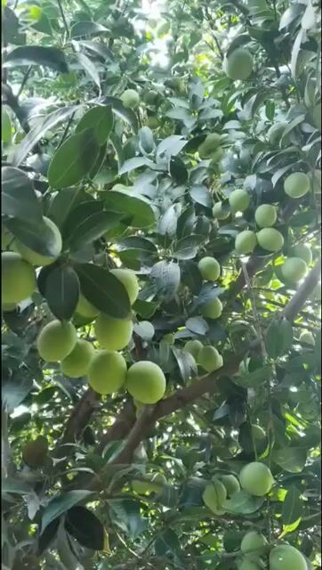 Thanh trà xanh 25 Tết. Mua bán Đồ ăn, thực phẩm và các loại khác tại Thành phố Vĩnh Long Vĩnh Long được đăng bởi Cao quang phuc hình 1