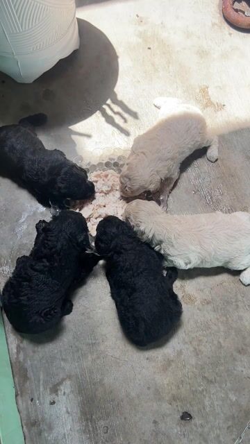 Chó Poodle 2 tháng tuổi. Mua bán Chó tại Huyện Vĩnh Lợi Bạc Liêu được đăng bởi Thanh hình 1