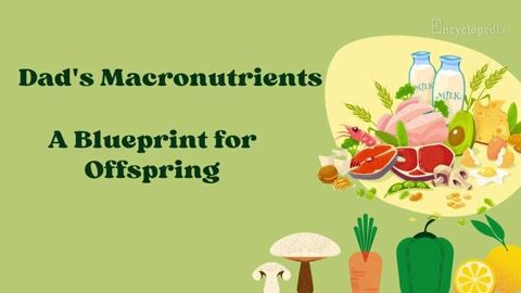 Dad's Macronutrients: A Blueprint for Offspring