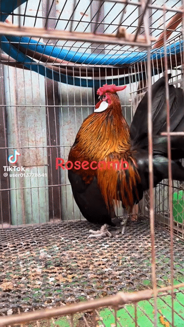 cần gà trống Rosecomb màu như này ạ . Mua bán Gà tại Huyện Cầu Ngang Trà Vinh được đăng bởi Nữ hình 1