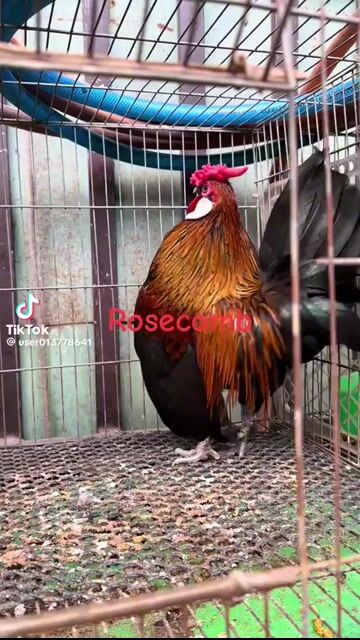 cần gà trống Rosecomb màu như này ạ . Mua bán Gà tại Huyện Cầu Ngang Trà Vinh được đăng bởi Nữ hình 1