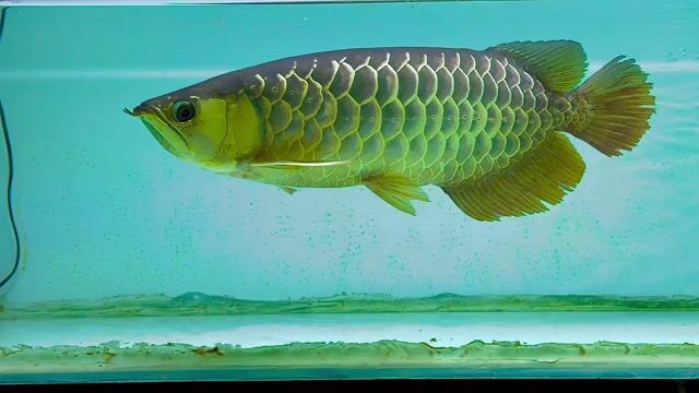 Cá Rồng Vàng xanh 45cm. Mua bán Thú cưng khác tại Huyện Củ Chi Tp Hồ Chí Minh được đăng bởi Phạm Nhật Hào hình 1