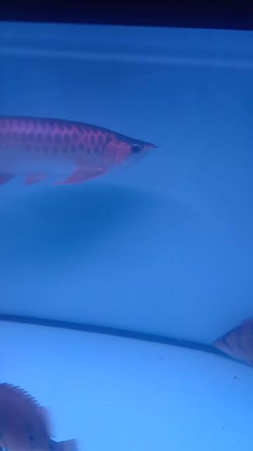 Cá Rồng Huyết Long 50cm Đỏ. Mua bán Thú cưng khác tại Quận Bình Tân Tp Hồ Chí Minh được đăng bởi duy giau  hình 1