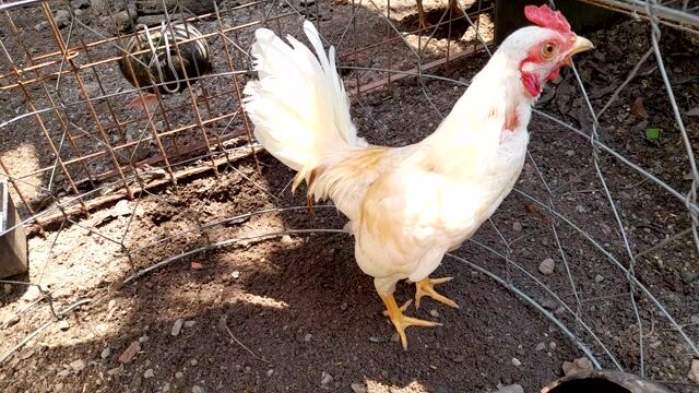 Gà tre  mini màu cà phê sữa. Mua bán Gà tại Huyện Trảng Bom Đồng Nai được đăng bởi Anh út  hình 1