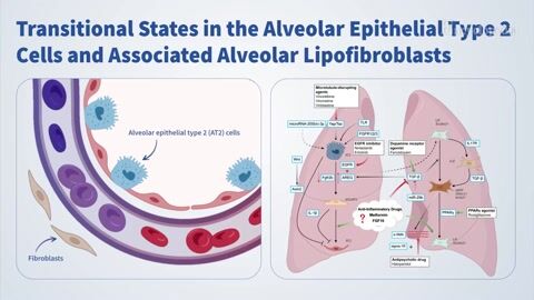 Encyclopedia-Alveolar Epithelial Type 2 Cells and Associated Alveolar Lipofibroblasts