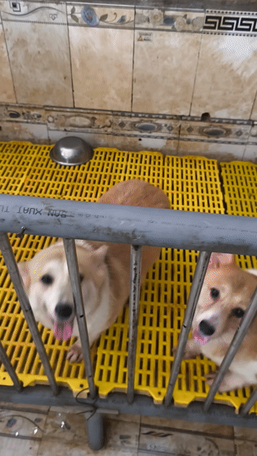 Chó Corgi Vàng trắng 3-4 tuổi. Mua bán Chó tại Huyện Châu Thành Bến Tre được đăng bởi Tân hình 1