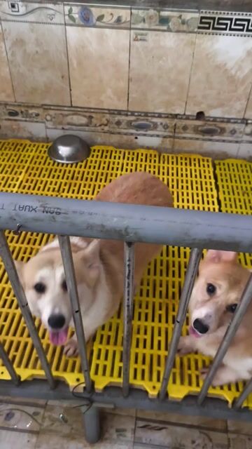 Chó Corgi Vàng trắng 3-4 tuổi. Mua bán Chó tại Huyện Châu Thành Bến Tre được đăng bởi Tân hình 1