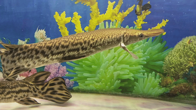 Cá Sấu Hoả Tiễn màu đẹp size 50cm. Mua bán Thú cưng khác tại Huyện Củ Chi Tp Hồ Chí Minh được đăng bởi Le Vinh Dat hình 1